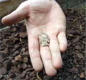 Projectile point found while screening soil from excavation unit at Bell Tavern during 2007 Summer Field School.